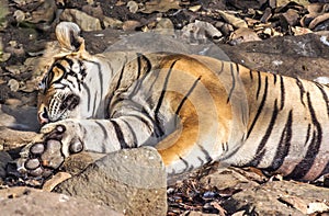 Wild Tiger: Resting in the forest of Ranthambhore