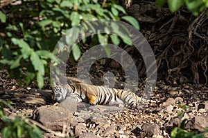 Wild Tiger: Resting in the forest of Ranthambhore