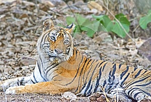 Wild Tiger: Resting on way to safari route in the forest of Ranthambhore