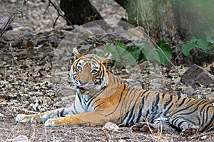 Wild Tiger: Resting on way to safari route in the forest of Ranthambhore