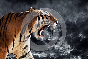 Wild tiger roaring during hunting. Cloudy black sky