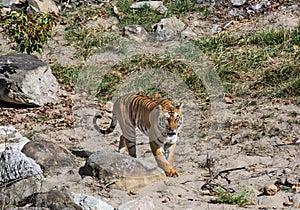 Wild Tiger: Royal walk in the forest of Jim Corbett photo