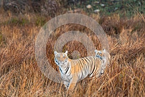 Wild tiger sibling in safari. tiger in action running and stalking prey walking in grassland area of dhikala of jim corbett