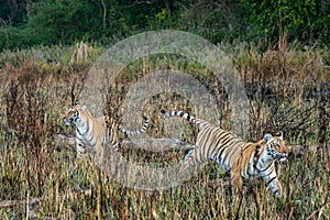 Wild tiger sibling in safari. tiger in action running and stalking prey walking in grassland area of dhikala of jim corbett