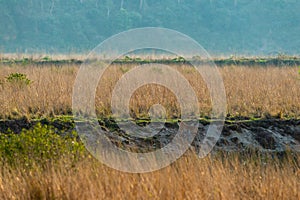 Wild tiger stalking prey during territory marking in magical and scenic landscape of jim corbett national park, dhikala