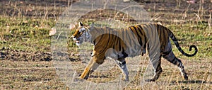 Wild tiger walking on grass in the jungle. India. Bandhavgarh National Park. Madhya Pradesh.