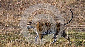Wild tiger walking on grass in the jungle. India. Bandhavgarh National Park. Madhya Pradesh.