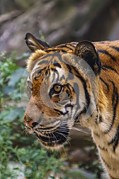 Wild tiger watching for prey in the green jungle