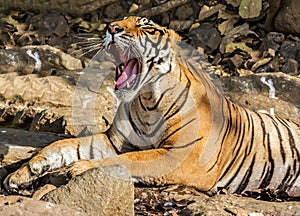 Wild Tiger: Yawing after sleep in the forest of Ranthambhore