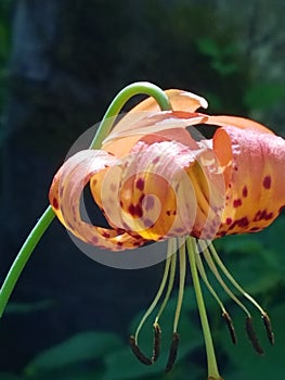 Wild Tigerlily of northern california