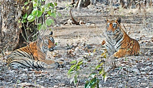 Wild Tigers: Male & Female tigers in the forest of Ranthambhore