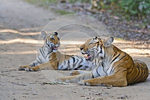 Tigress with cub resting in the forest of Jim Corbett photo