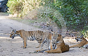 Tigress with cubs resting in the forest of Jim Corbett photo