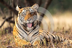 Wild tigress portrait with her tongue out in natural green background at ranthambore national park or tiger reserve rajasthan