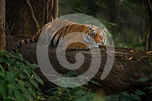 Wild tigress resting on a fallen tree trunk at Jim Corbett National Park, Uttarakhand, India