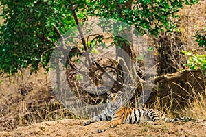 Wild Tigress resting in nature habitat with green background at bandhavgarh national park or tiger reserve, india