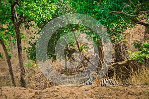 Wild Tigress resting in nature habitat with green background at bandhavgarh national park or tiger reserve, india