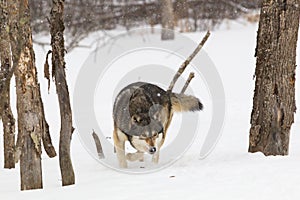 Wild timber wolf on hunt