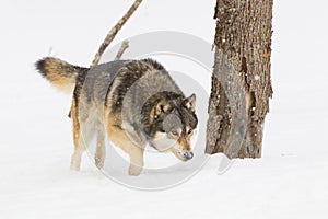 Wild timber wolf hunting