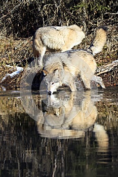 Wild timber wolves drinking water