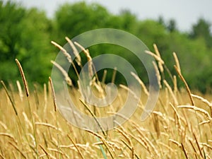 Wild Timothy Grass in late summer field in NYS