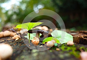 Wild tiny mushroom and green leaves on stump in forest