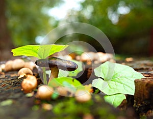 Wild tiny mushroom and green leaves on stump in forest