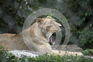 wild tired female lion lying in a zoologic park