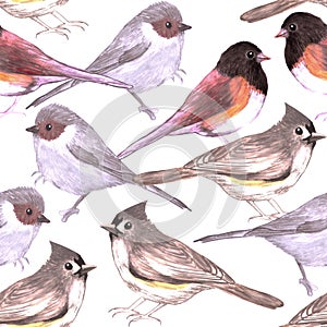 Wild titmouses bushtits and juncos seamless watercolor background photo