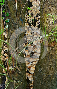 Wild toadstools growing in a clump in a tree
