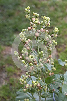 wild tobacco seeds growing on a plant in nature,close-up