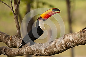 Wild Toco Toucan with Food in Beak