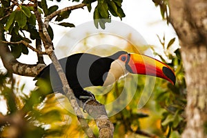 Wild Toco Toucan Leaning before Flight