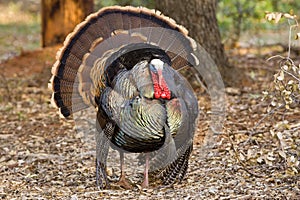 Wild Tom Turkey