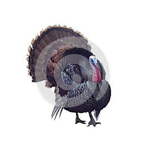 WIld Tom Turkey