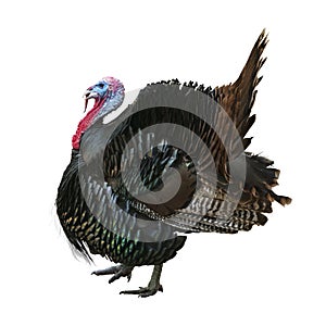 WIld Tom Turkey