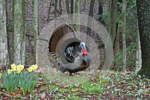 Wild Tom Turkey