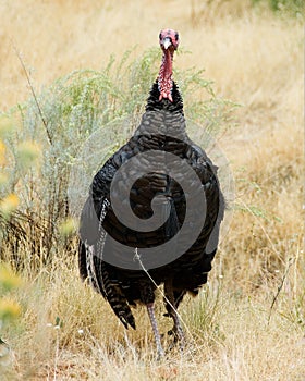 Wild tom turkey