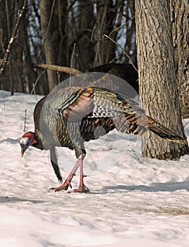 Wild Tom Turkey