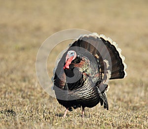 Wild Tom Turkey