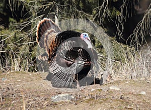 Wild Tom Turkey