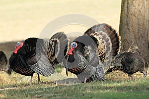 Wild Tom Turkey