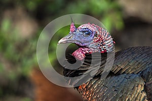 Wild tom turkey