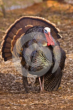 Wild Tom Turkey