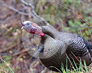 Wild tom turkey