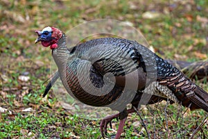 Wild tom turkey