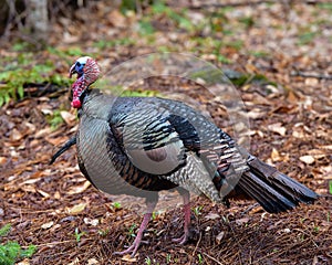 Wild tom turkey