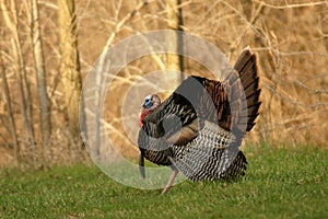 Wild Tom Turkey