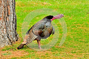 Wild Tom Turkey, Bitterroot Mountains.