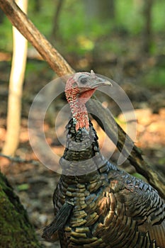 Wild Tom Turkey Close Up Portrait of Face and Beard
